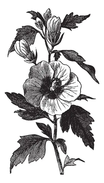 Ibisco da giardino (Hibiscus syriacus) o arbusto Althea vintage engr — Vettoriale Stock