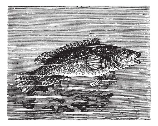 Vicille sea (Labrus maculatus) o Ballan wrasse grabado vintage — Archivo Imágenes Vectoriales