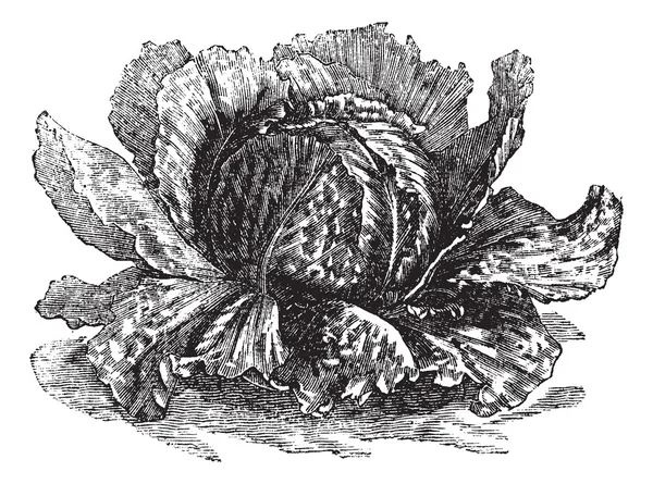 Листя салату (Lactuca sativa) вінтажне гравірування — стоковий вектор