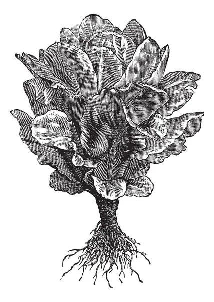 Romaine ou alface Cos (Lactuca sativa) gravura vintage — Vetor de Stock