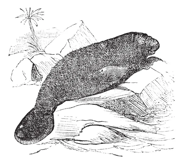 플로리다 바 다소 (manatus latirostris) 빈티지 조각 — 스톡 벡터