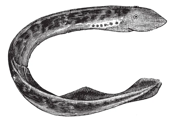 Lampreda d'America (Petromyzon Americanus) o vintag Sea lampreda — Vettoriale Stock