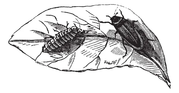 Gloed worm (Lampyris Noctiluca) op blad vintage gravure — Stockvector