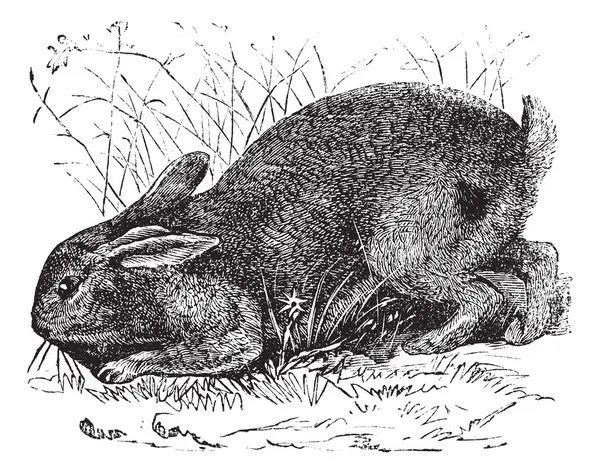Common Rabbit (Lepus cuniculus) or European Rabbit vintage engra — Stock Vector