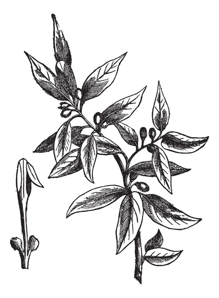 베이 잎 (laurus nobilis) 또는 스위트 베이, 빈티지 조각 — 스톡 벡터