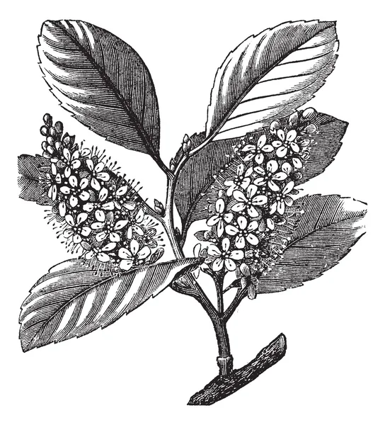 Laurel cseresznye (Prunus laurocerasus) vagy cseresznye laurel vintage eng — Stock Vector