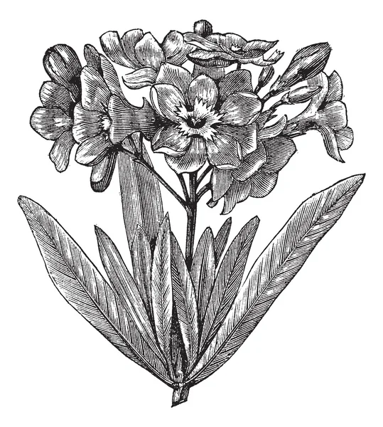 Ortak zakkum (nerium oleander), antika gravür — Stok Vektör