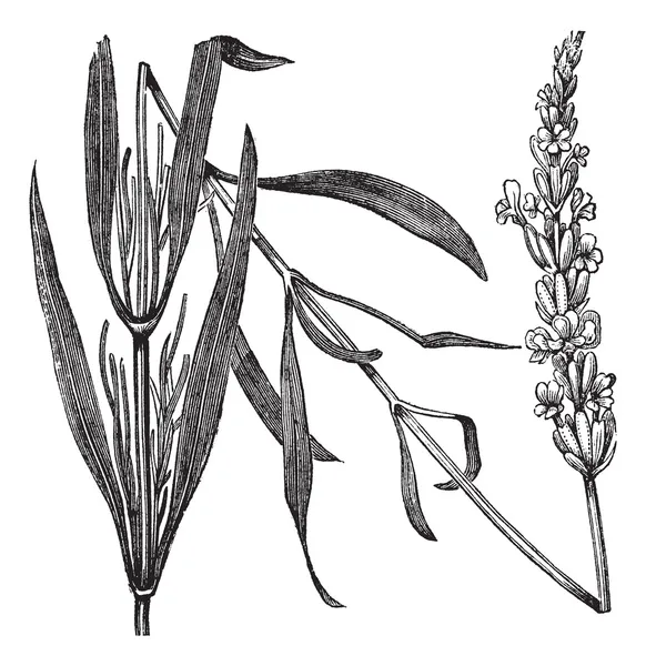 Lavanda comune o Lavandula angustifolia, incisione vintage — Vettoriale Stock