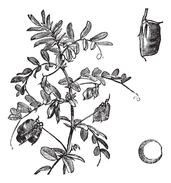 Lenteja cultivada (Lente Ervum), grabado vintage — Vector de stock