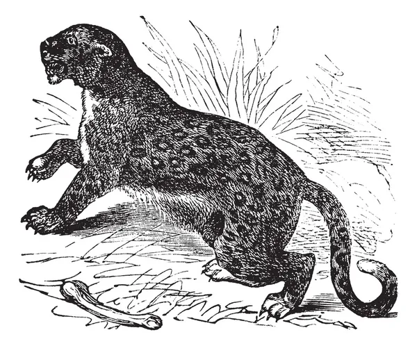 Felis leopardus, vintage engraving — Stock Vector