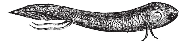 Lepidosiren veya Güney Amerika Akciğerli balıklar, antika gravür — Stok Vektör