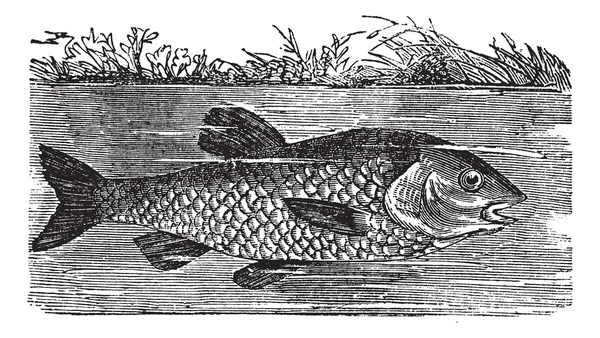 Leuciscus cephalus veya AK balık, antika gravür — Stok Vektör