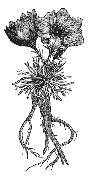 Levisia rediviva или горькая, винтажная гравировка — стоковый вектор