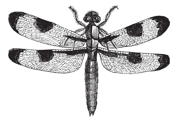 Libelle drei Punkte (libellula trimaculata), Vintage-Gravur — Stockvektor
