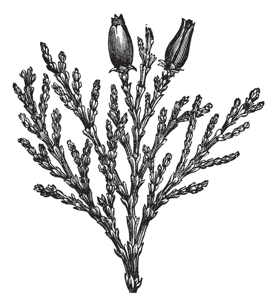 Calocedrus або Libocedrus decarrens старовинна гравюра — стоковий вектор