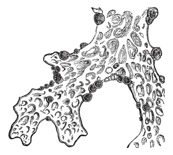 Plicní lišejník (Sticta pulmonacea) nebo plicní lišejník vinobraní gravírování — Stockový vektor
