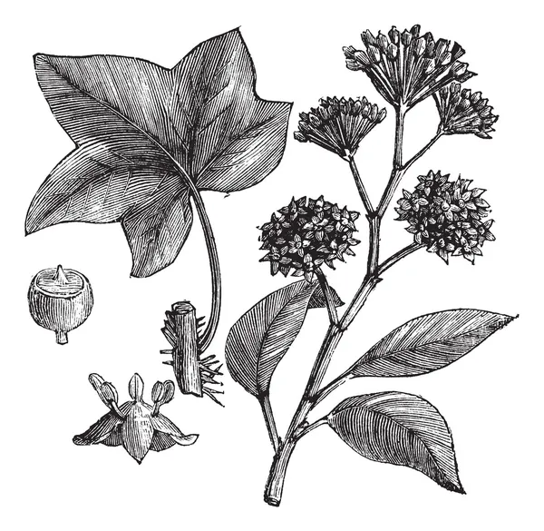 İngilizce Ivy (Hedera helix) veya ortak Ivy vintage oyma — Stok Vektör