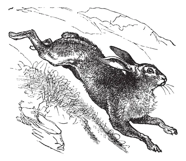 Lièvre de montagne (Lepus timidus) ou lièvre bleu gravure vintage — Image vectorielle
