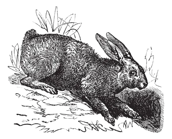 Severní zajíc (Lepus americanus) nebo sněžnice zajíci vintage engrav — Stockový vektor