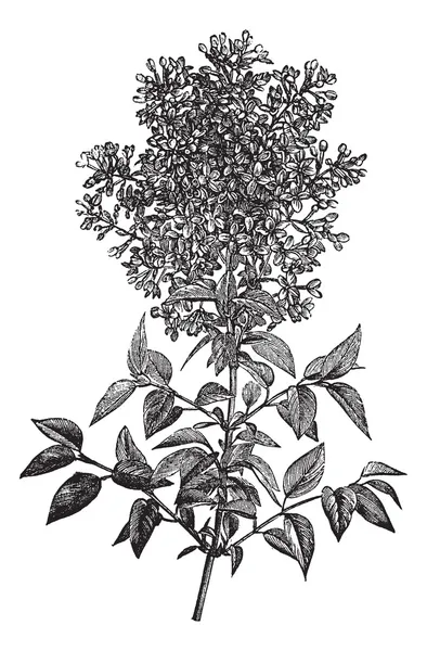 Syringa vulgaris (lila o lila común) grabado vintage — Vector de stock