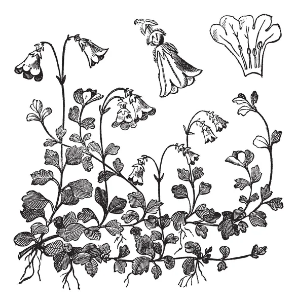 Linnaeusklokje borealis of twinflower, vintage gravure — Stockvector