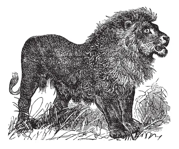Винтажная гравировка Африканского льва — стоковый вектор