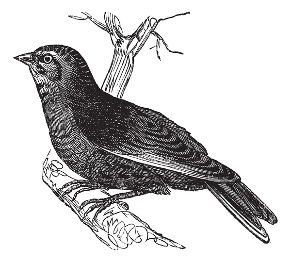 Ліннет (Carduelis cannabina, вінтажна гравюра — стоковий вектор