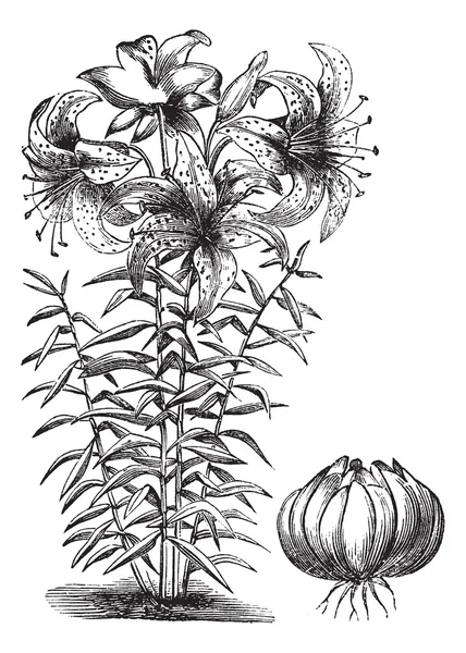 Lirio dorado (Lilium auratum), grabado vintage — Vector de stock