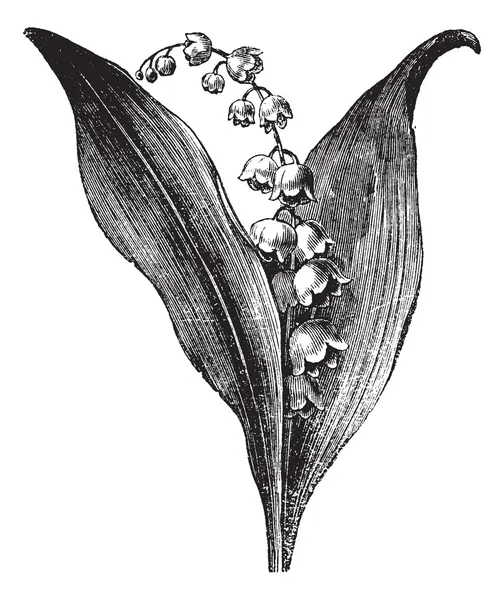 铃兰草 majalis 或山谷的百合花，复古雕刻 — 图库矢量图片