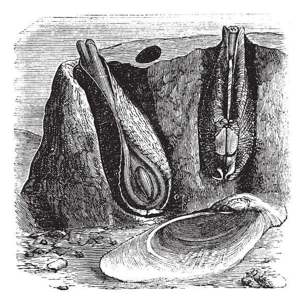 Common Piddock atau Pholas dactylus vintage engraving - Stok Vektor