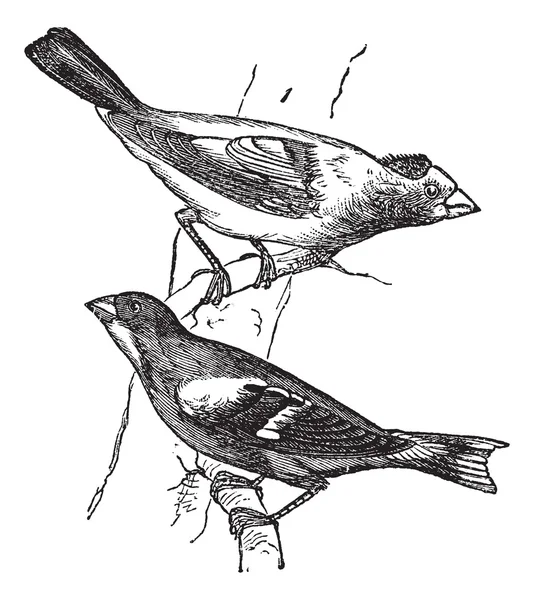 Evening grosbeak (Hesperiphona vespertina) or Finch 1.Male 2. Fe — Stock Vector