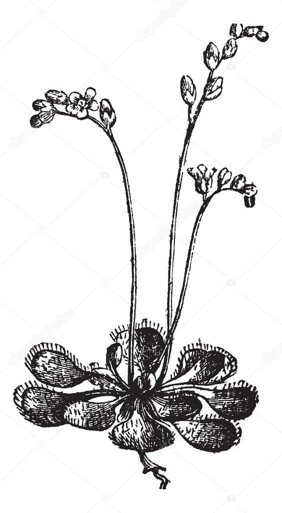 Sundew or Round-leaved Sundew or Drosera rotundifolia, vintage e
