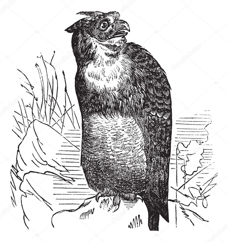 Great Horned Owl or Tiger Owl or Bubo virginianus, vintage engra