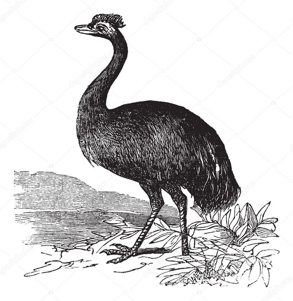 Emu or Dromaius novaehollandiae, vintage engraving