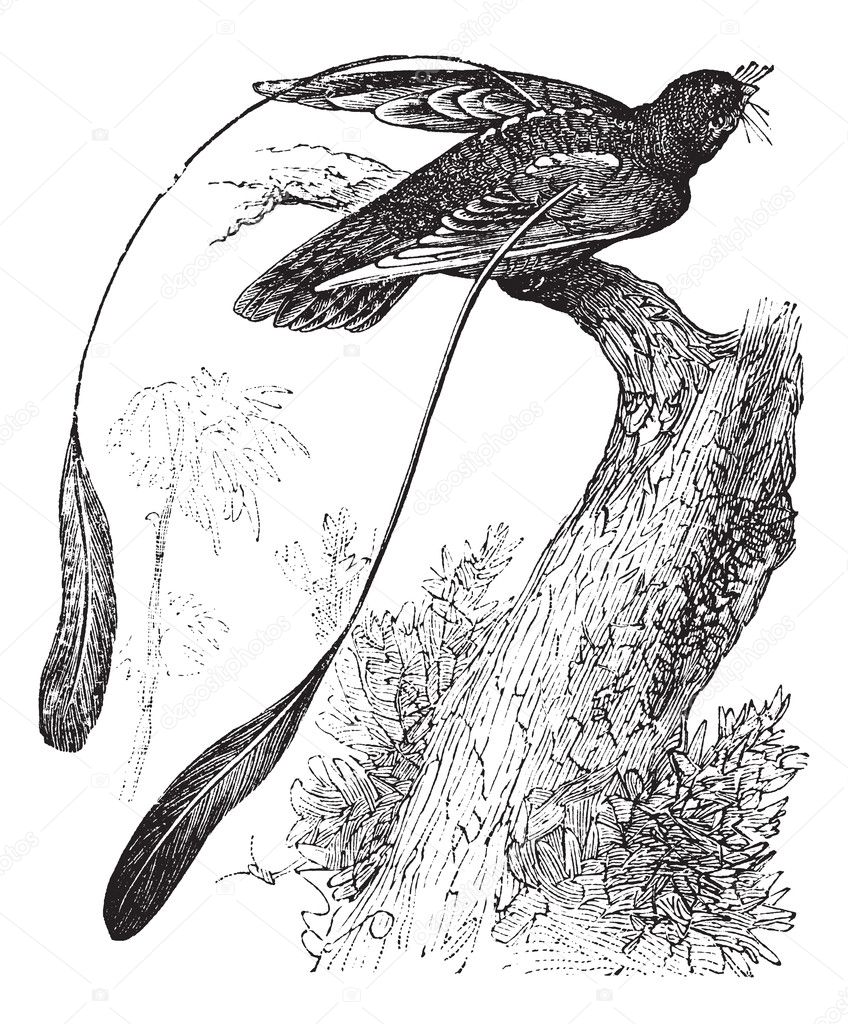 Standard-winged Nightjar or Macrodipteryx longipennis, vintage e