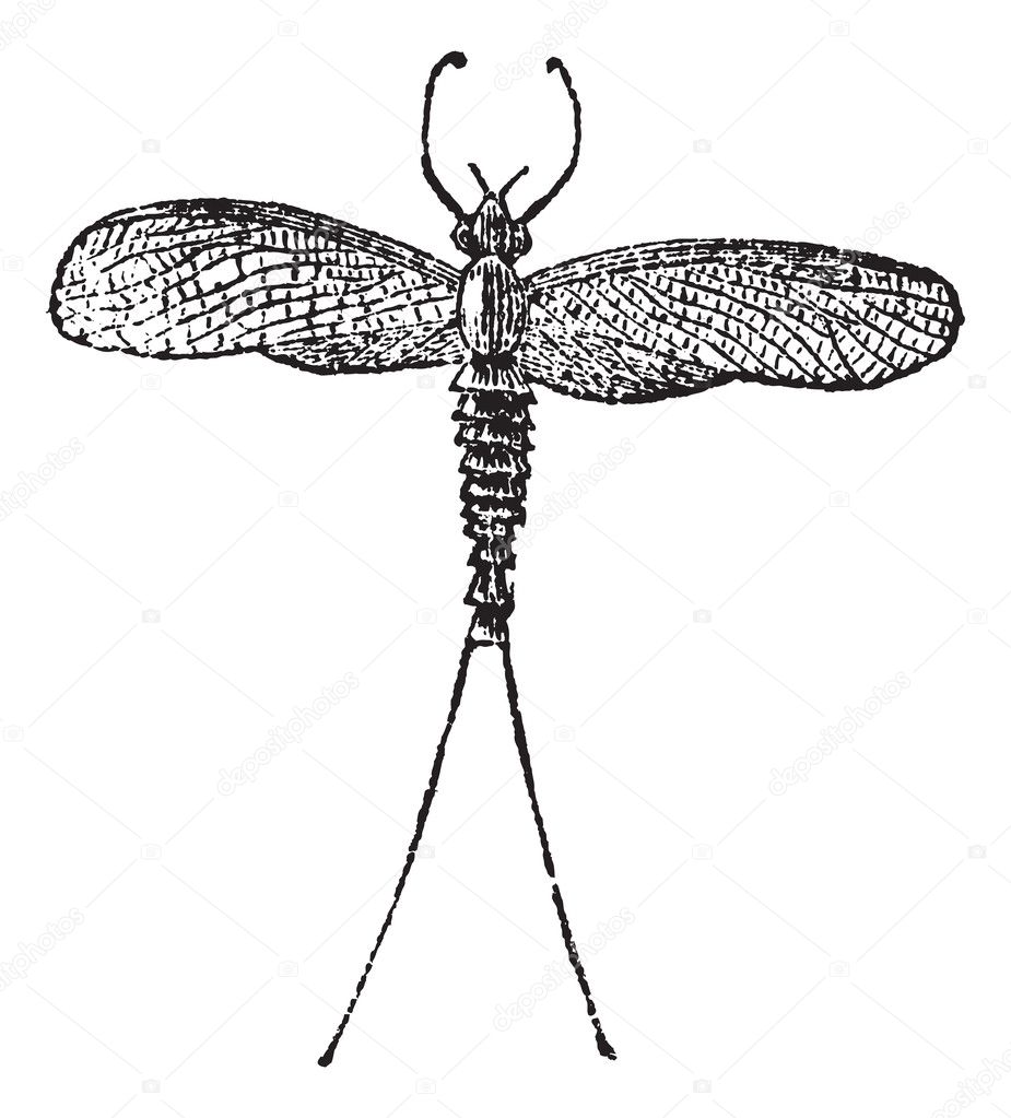 Mayfly or Dayfly or Shadfly or Green Bay Fly or Lake Fly or Fish