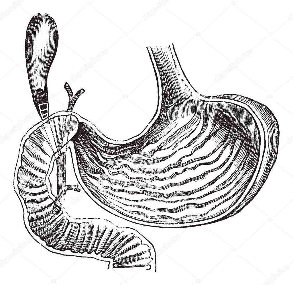 Human Stomach, vintage engraved illustration