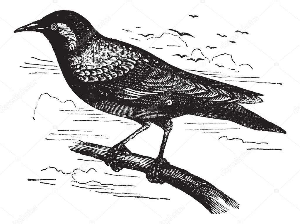 Common Starling or European Starling or Sturnus vulgaris, vintag