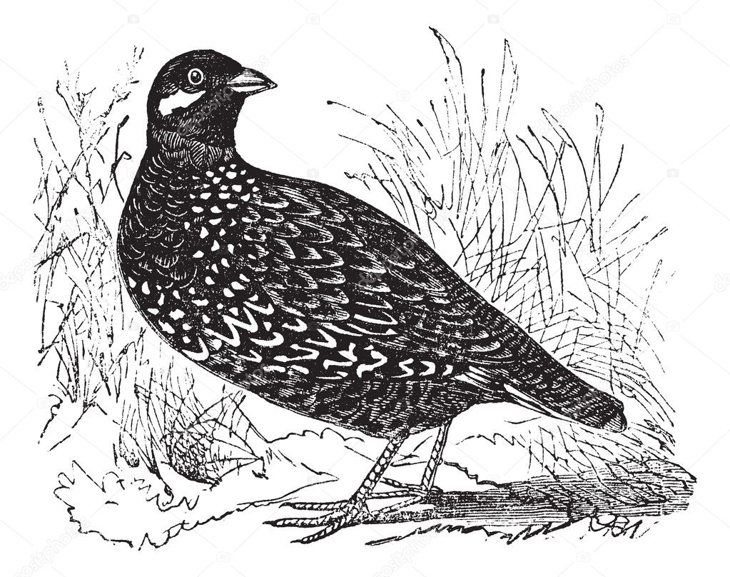 Black Francolin or Francolinus francolinus, gamebird, vintage e