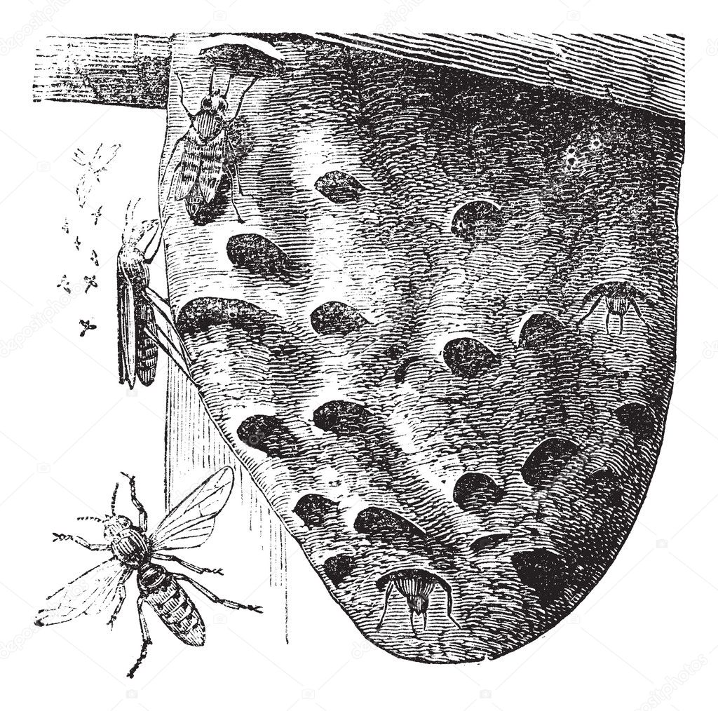 Hornets and Hornet's nest vintage engraving