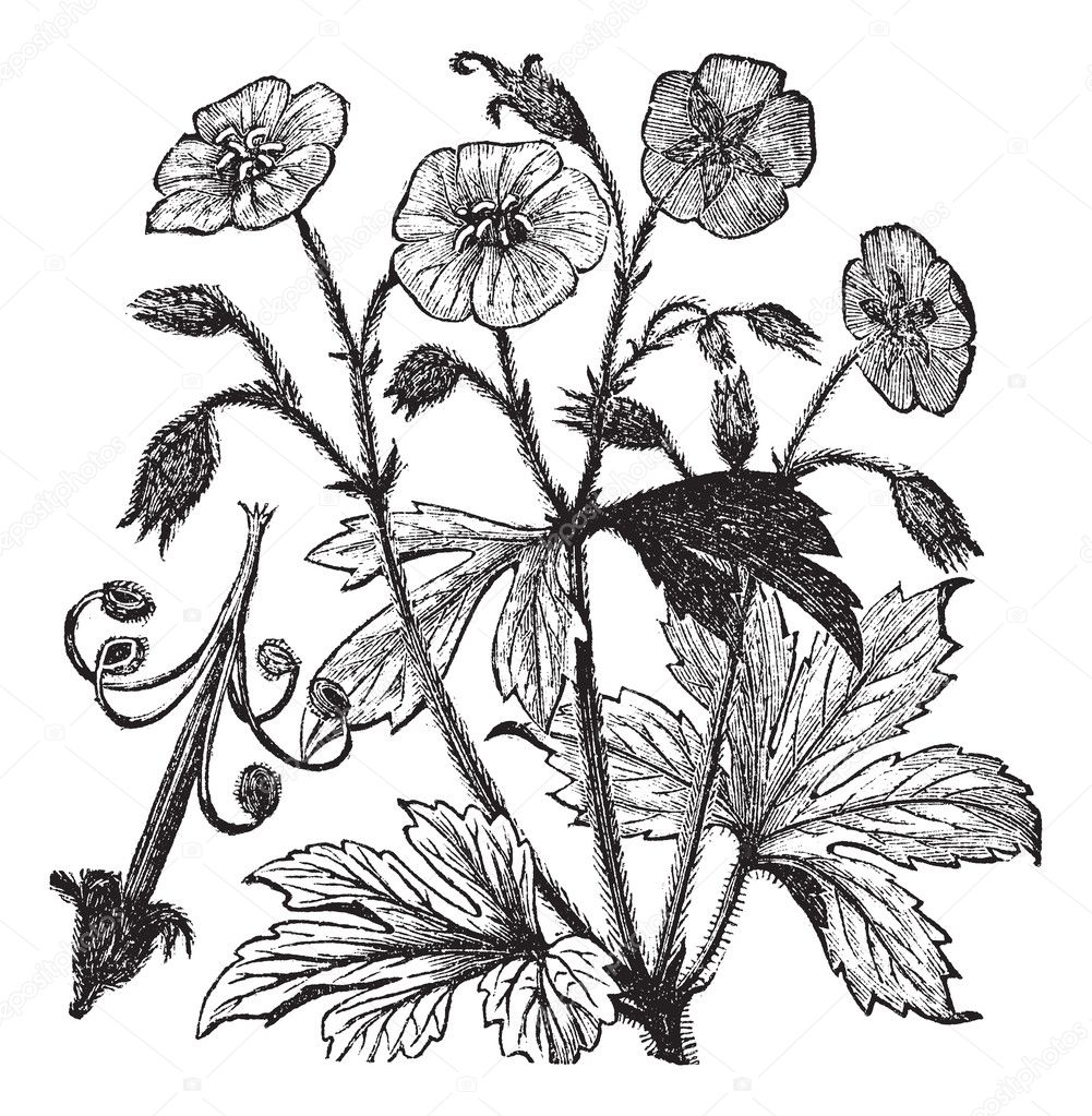 Spotted Geranium or Geranium maculatum vintage engraving