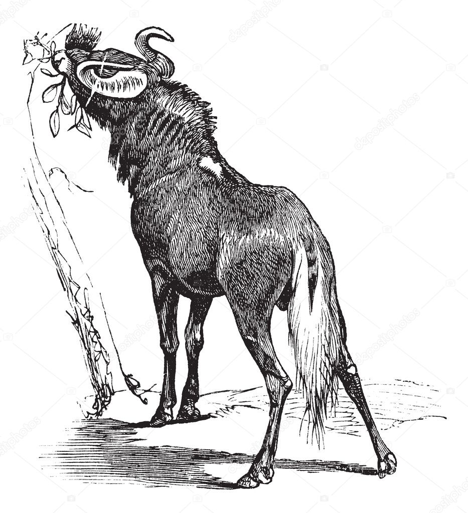 Blue Wildebeest or Connochaetes taurinus vintage engraving