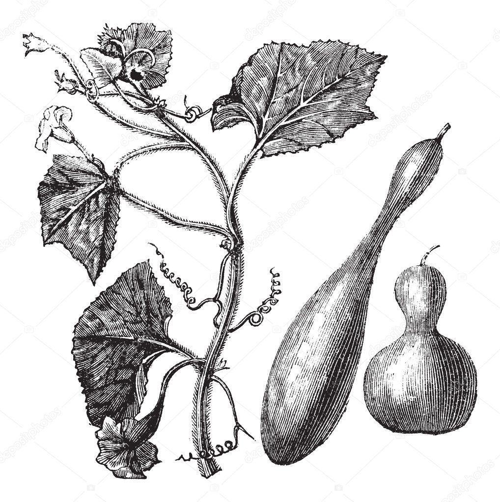 Calabash or Lagenaria vulgaris vintage engraving