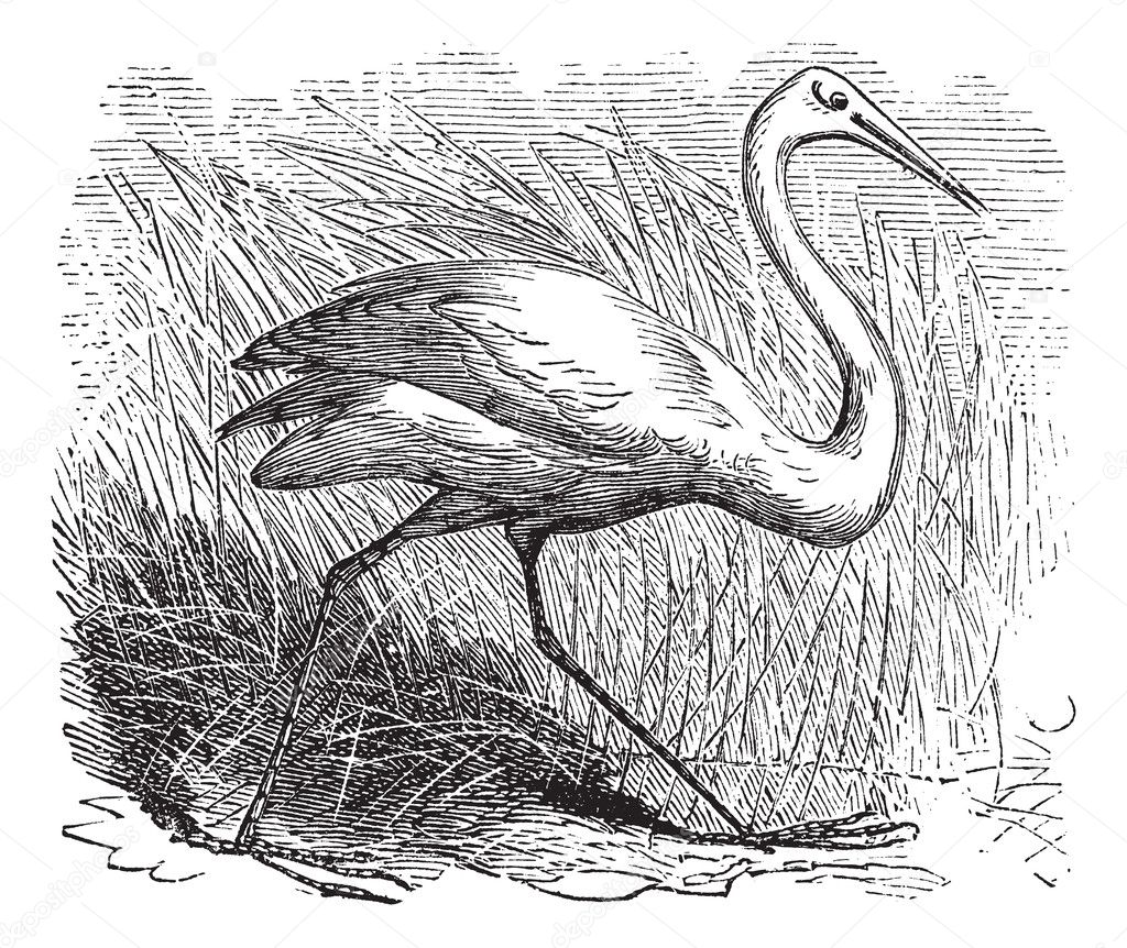 Whooping cranes (Grus Americana) vintage engraving