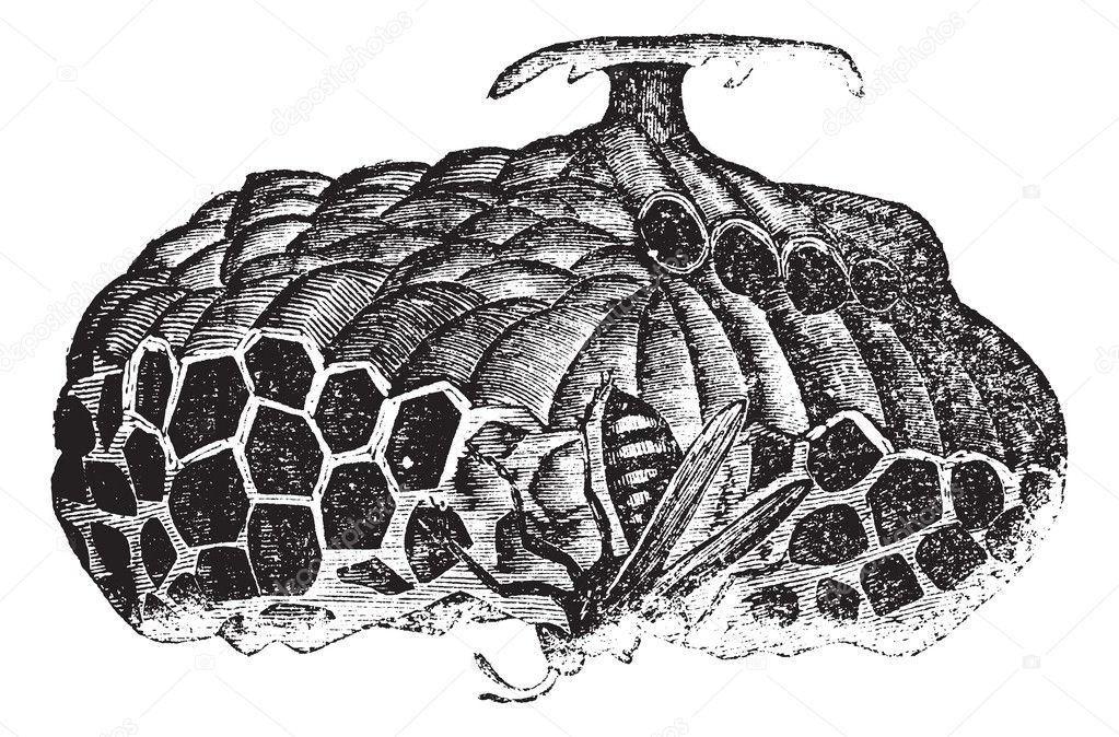 Paper wasp (Vespa nidulans) or umbrella wasp vintage engraving