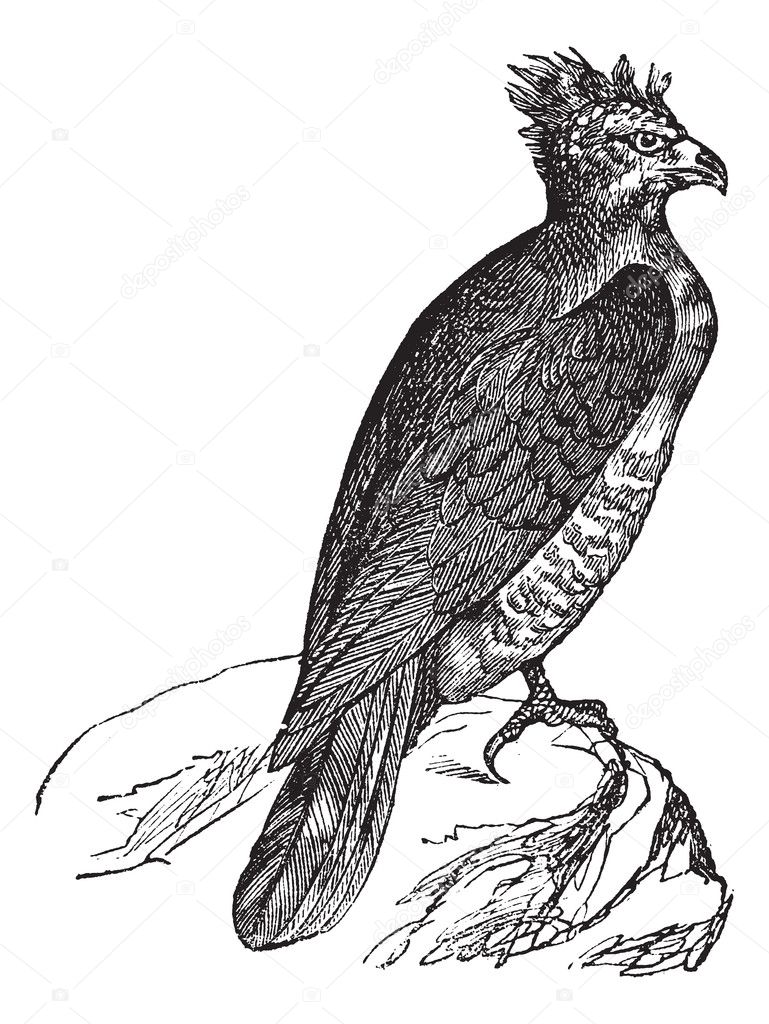 Harpy (thrasaetus harpyia) vintage engraving