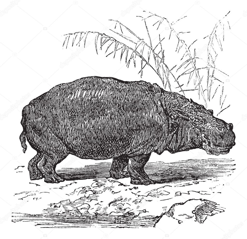 Hippopotamus or Hippopotamus amphibius vintage engraving
