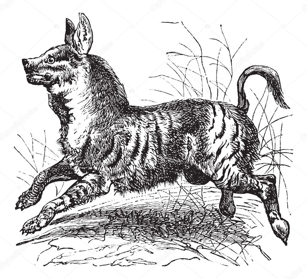 Striped Hyena or Hyaena hyaena vintage engraving