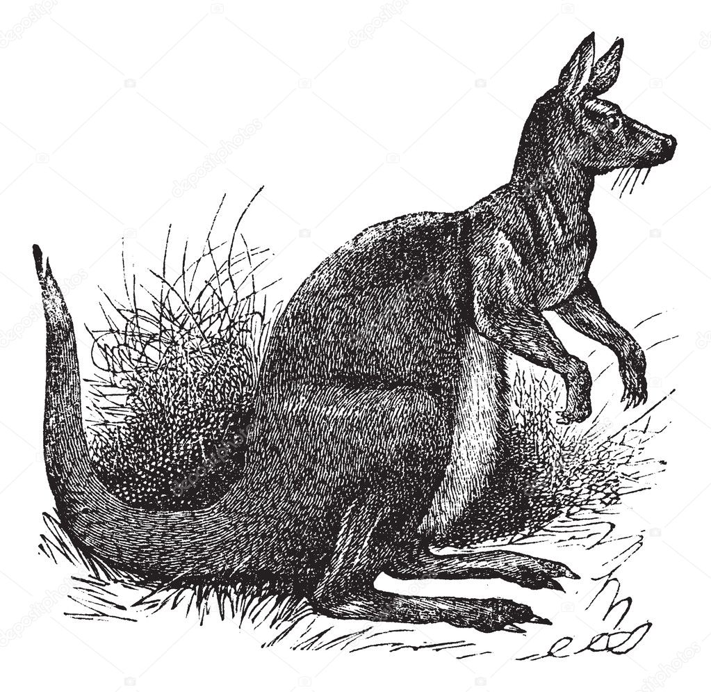 Big Kangaroo vintage engraving