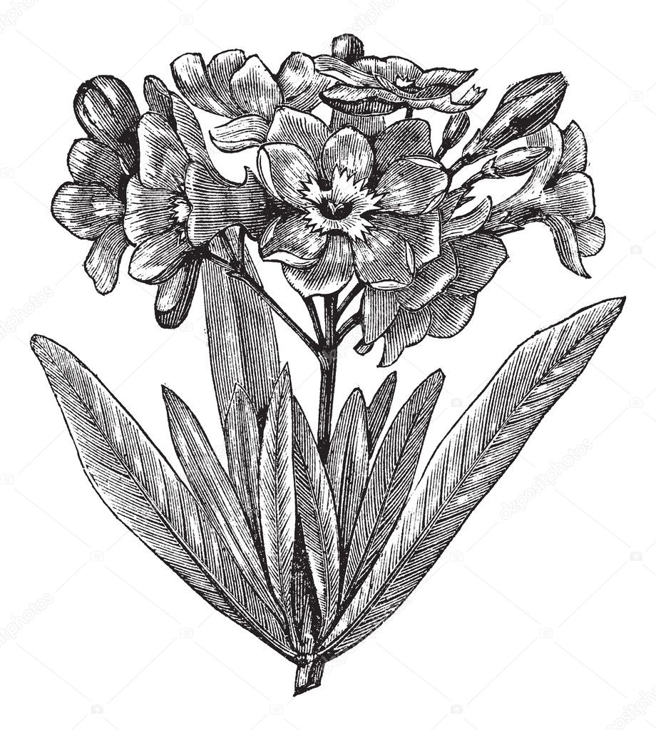 Common oleander (Nerium oleander), vintage engraving